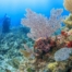 Aquatic Life in Sand
