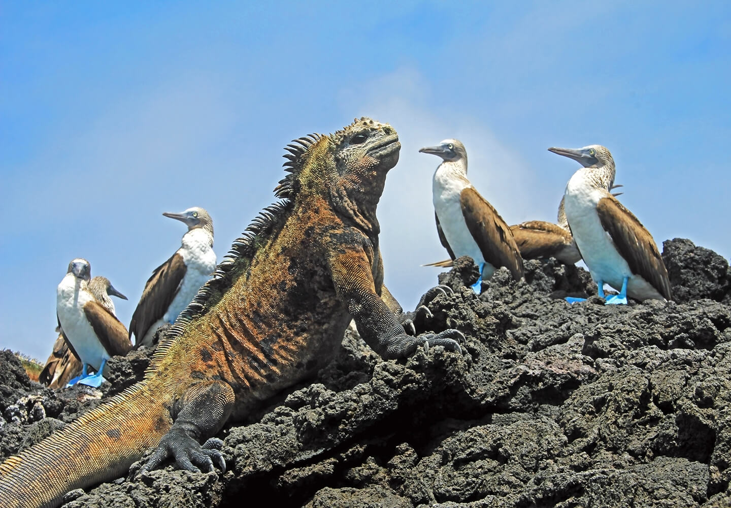 Galapagos Ecuador Wildlife Geography 4