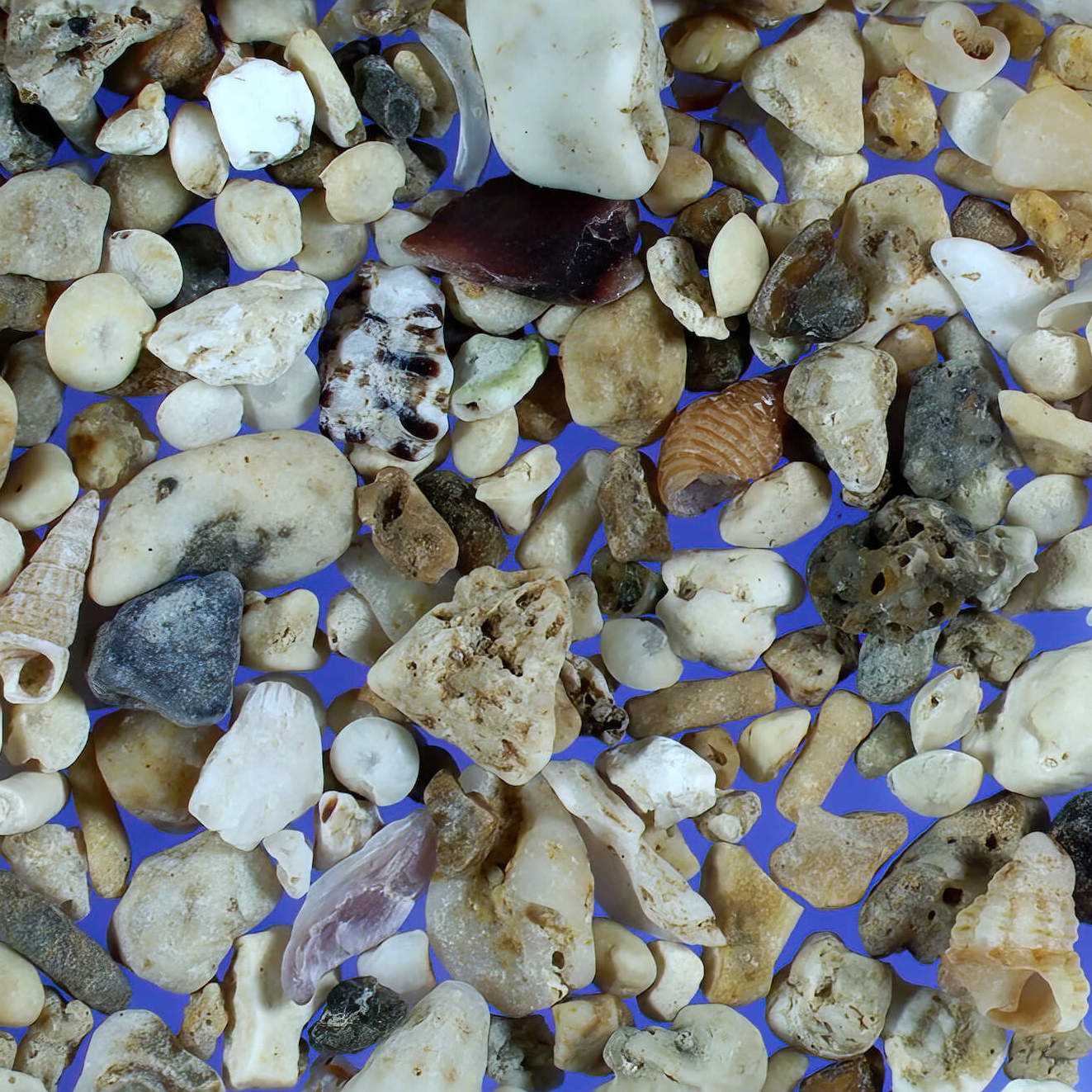 Sq1 Rosh Hanikra Israel Sand Under Microscope 1