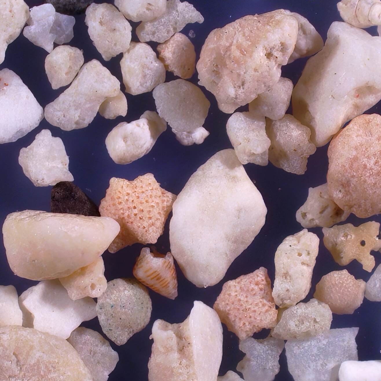 Sq1 Kondoi Beach Taketomi Island Okinawa Japan Sand Grains Magnified Under Microsope 2