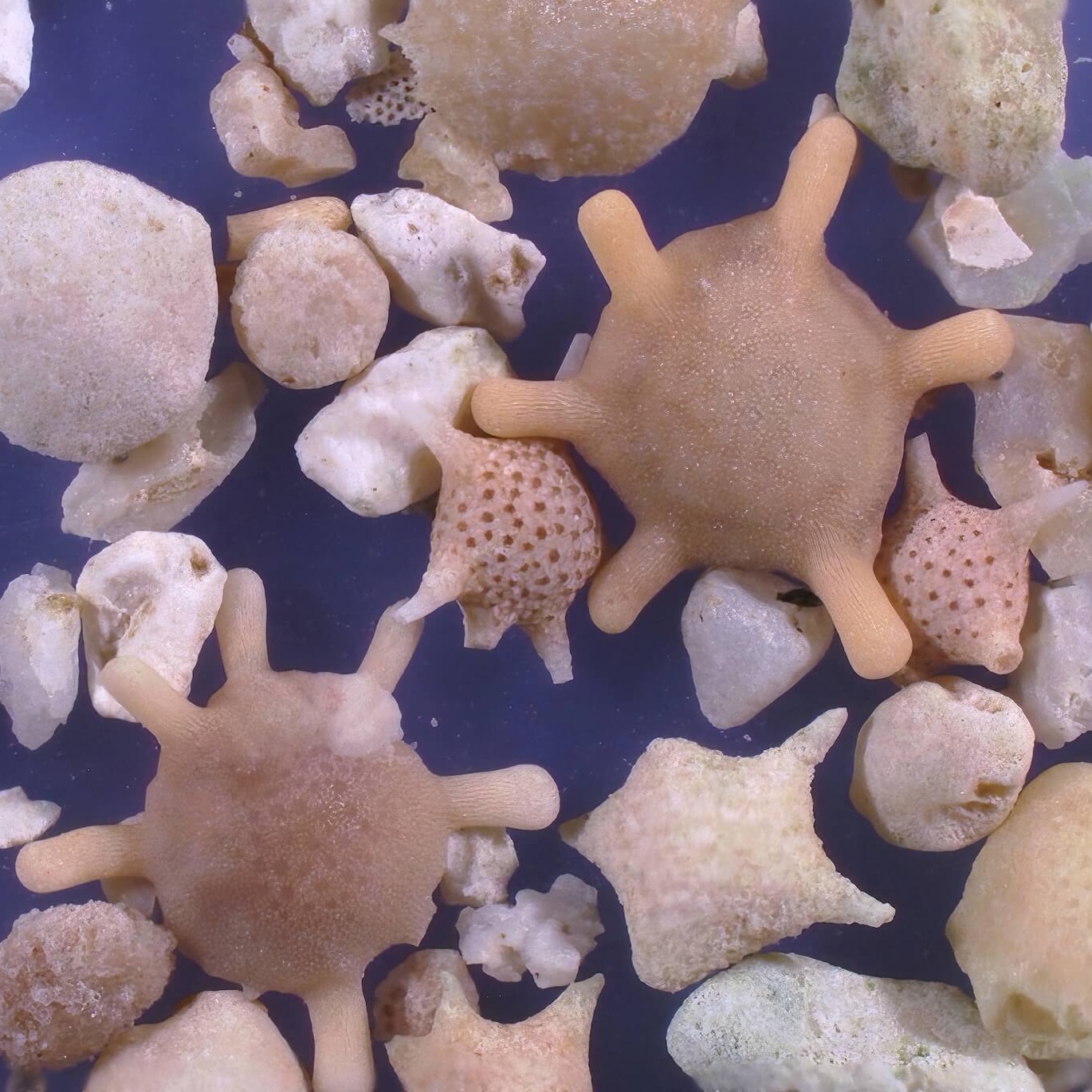 Sq1 Minami Beach Hateruma Island Taketomi Okinawa Sand Grains Magnified Under Microscope 3
