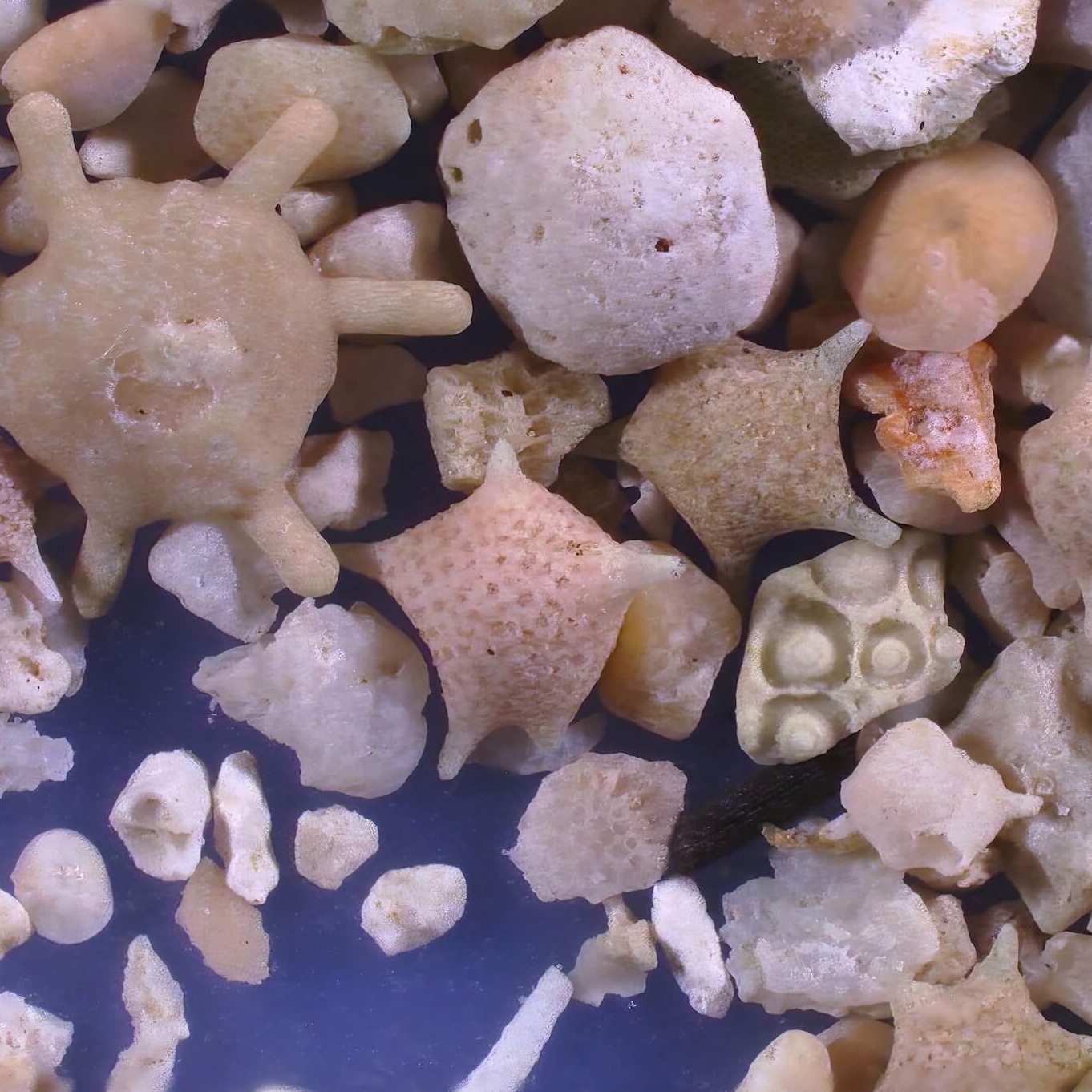 Sq2 Minami Beach Hateruma Island Taketomi Okinawa Sand Grains Magnified Under Microscope 5