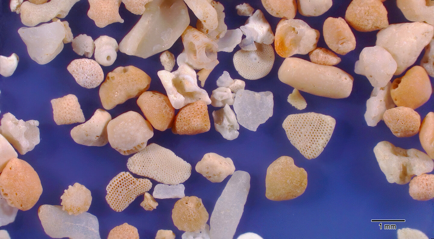 Akaishi Beach Ishigahi Island Okinawa Prefecture Japan Sand Grains Magnified Under Microscope Slider Magnified