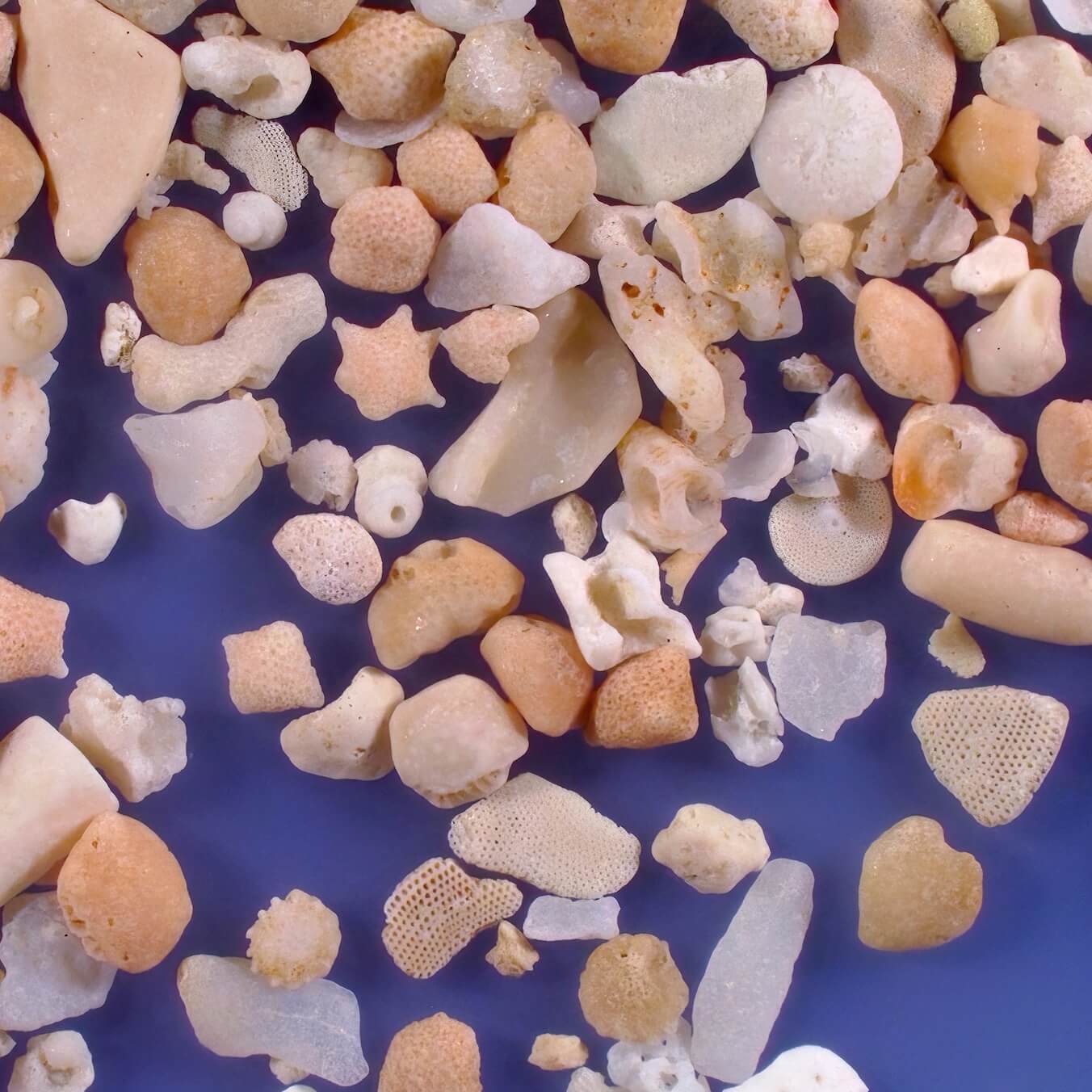 Sq1 Akaishi Beach Ishigahi Island Okinawa Prefecture Japan Sand Grains Magnified Under Microscope 1 Copy