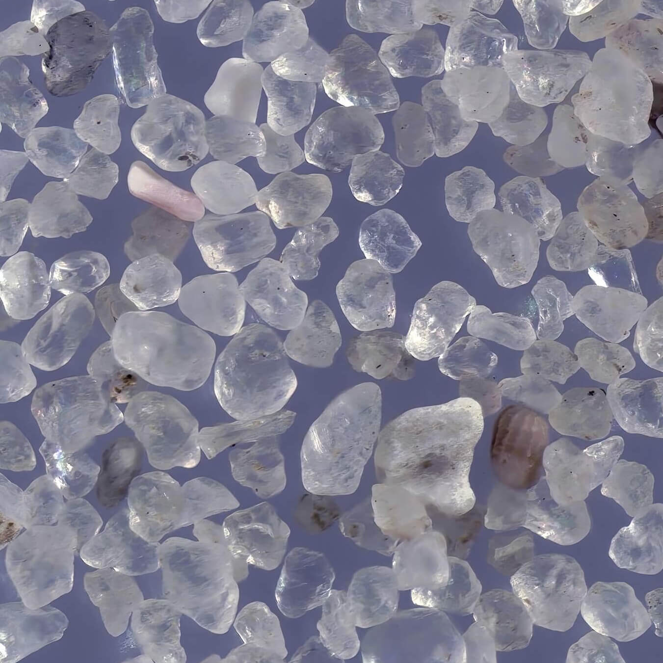 Sq1 Gypsy Cove Port Stanley Falkland Islands United Kingfdom Sand Grains Magnified Under Microscope 1