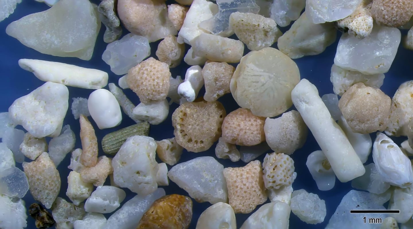 3 Nata Beach Ishigaki Island Japan Sand Grains Magnified Under Microscope 3 Nata Beach Ishigaki Island Japan Sand Grains Magnified Under Microscope
