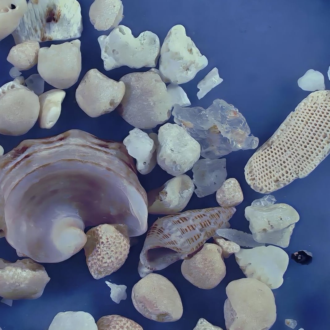 Sq2 Yonehara Beach, Ishigak Iisland, Japan Sand Grains Magnified Under Microscope