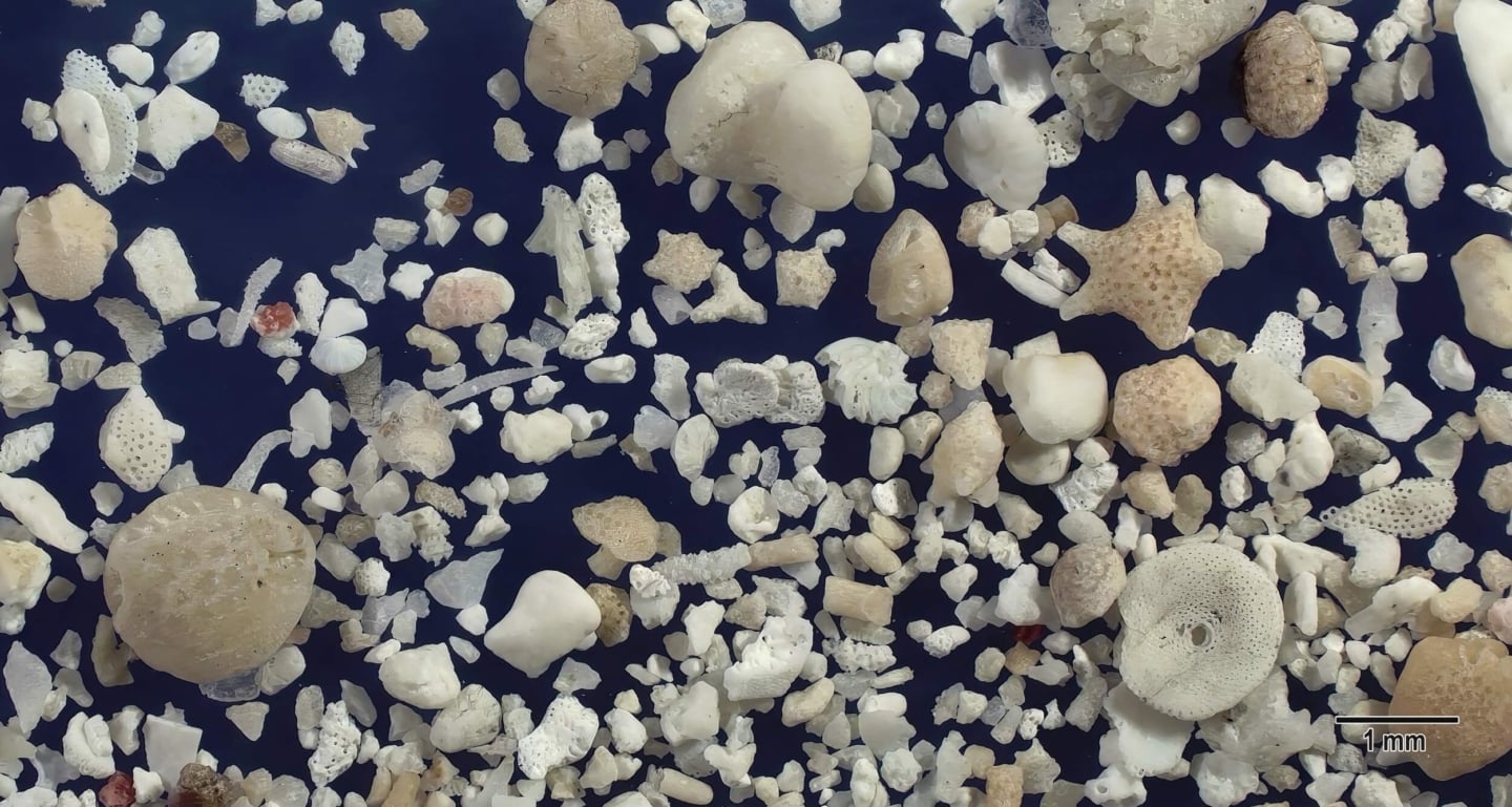 1 Nishi Beach Hateruma Island Japan Sand Grains Magnified Under Microscope 1 Nishi Beach Hateruma Island Japan Sand Grains Magnified Under Microscope