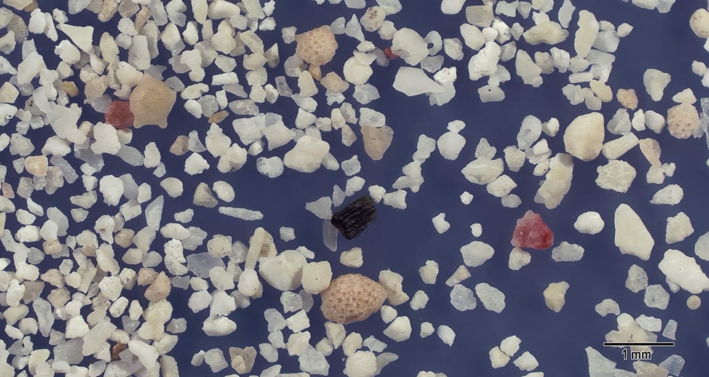 1 Pe Beach, Hateruma Island Japan Sand Grains Magnified Under Microscope 1 Pe Beach, Hateruma Island Japan Sand Grains Magnified Under Microscope