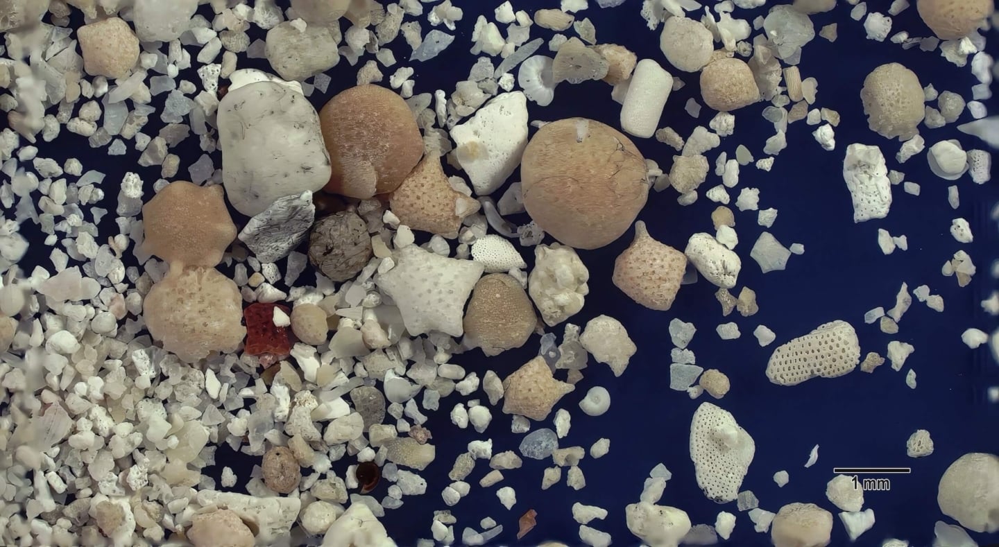 2 Nishi Beach Hateruma Island Japan Sand Grains Magnified Under Microscope 2 Nishi Beach Hateruma Island Japan Sand Grains Magnified Under Microscope