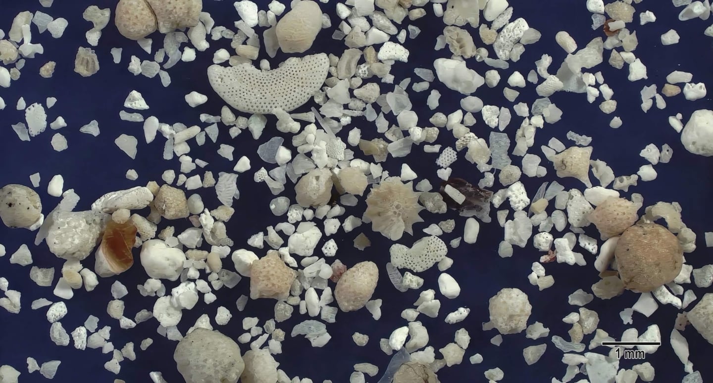 3 Nishi Beach Hateruma Island Japan Sand Grains Magnified Under Microscope 3 Nishi Beach Hateruma Island Japan Sand Grains Magnified Under Microscope