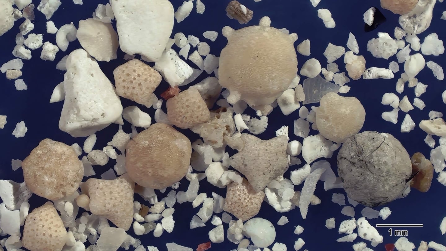 4 Nishi Beach Hateruma Island Japan Sand Grains Magnified Under Microscope 4 Nishi Beach Hateruma Island Japan Sand Grains Magnified Under Microscope