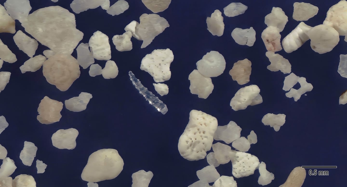 4 Pe Beach, Hateruma Island Japan Sand Grains Magnified Under Microscope 4 Pe Beach, Hateruma Island Japan Sand Grains Magnified Under Microscope