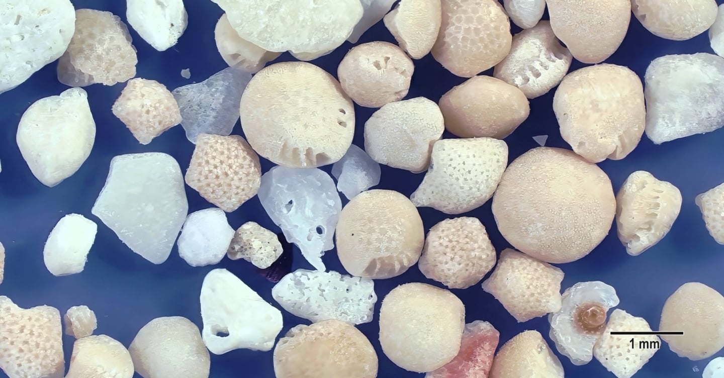 4 Udonosu Beach Yoron Island Kagoshima Japan Sand Grains Magnified Under Microscope 4 Udonosu Beach Yoron Island Kagoshima Japan Sand Grains Magnified Under Microscope