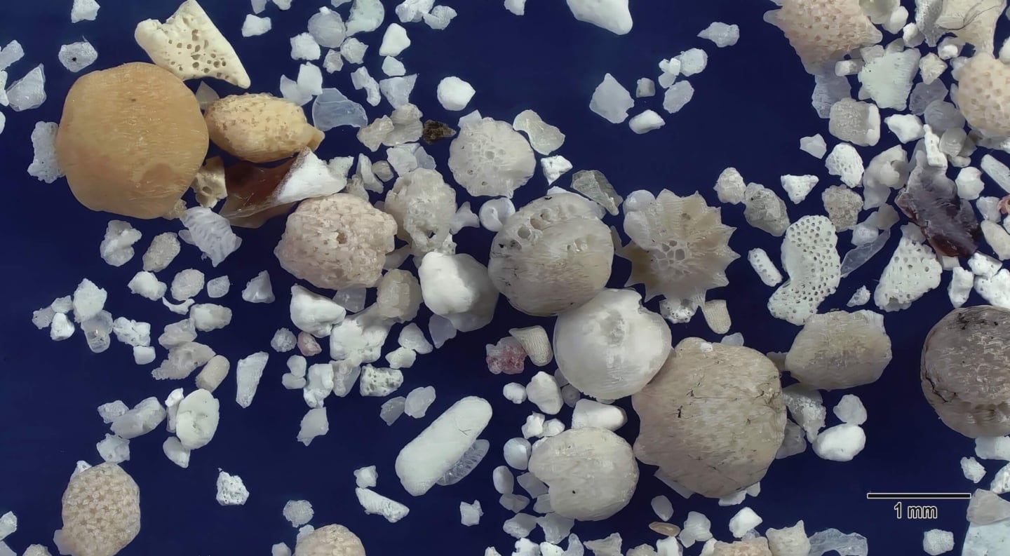 5 Nishi Beach Hateruma Island Japan Sand Grains Magnified Under Microscope 5 Nishi Beach Hateruma Island Japan Sand Grains Magnified Under Microscope