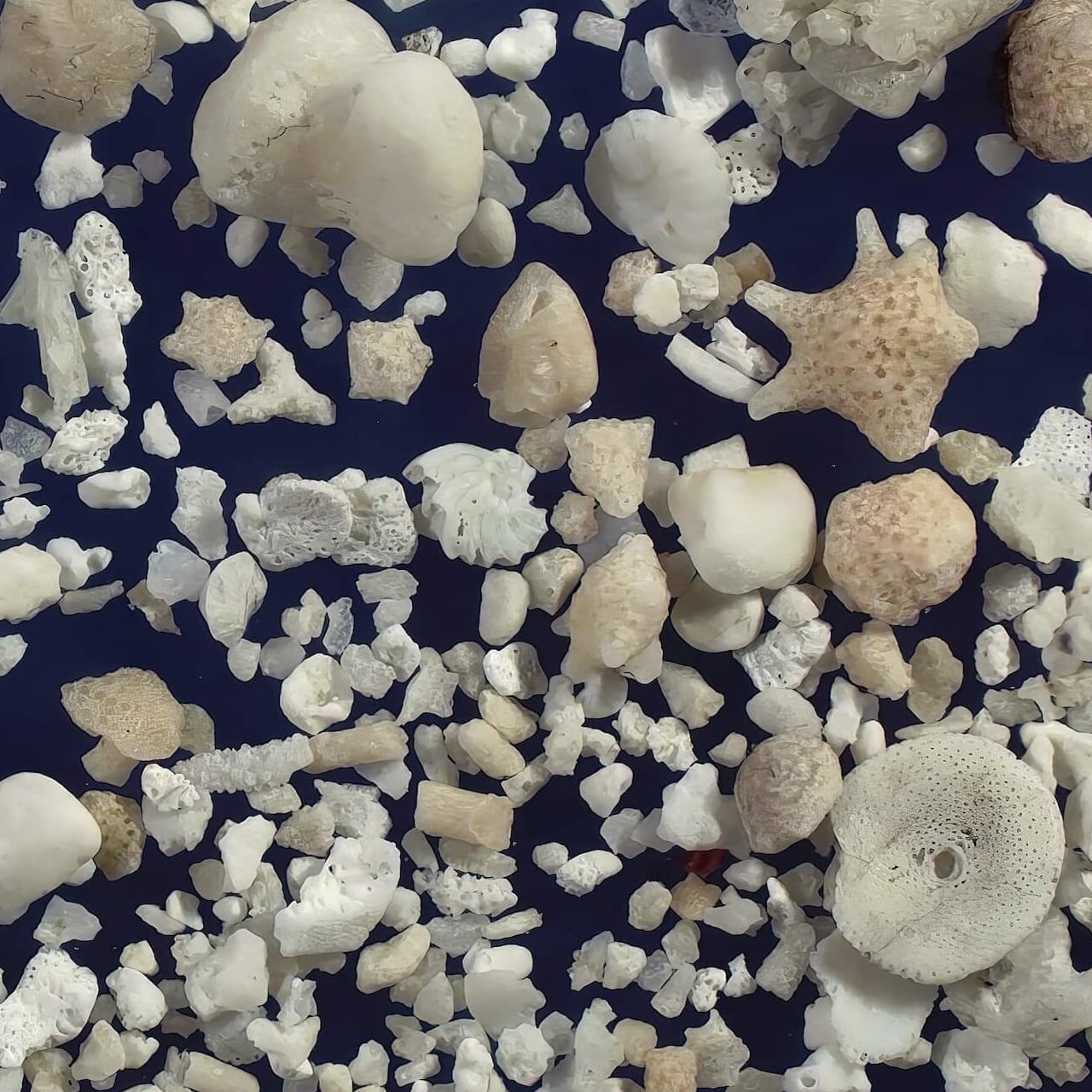 Nishi Beach Hateruma Island Japan Sand Grains Magnified Under Microscope
