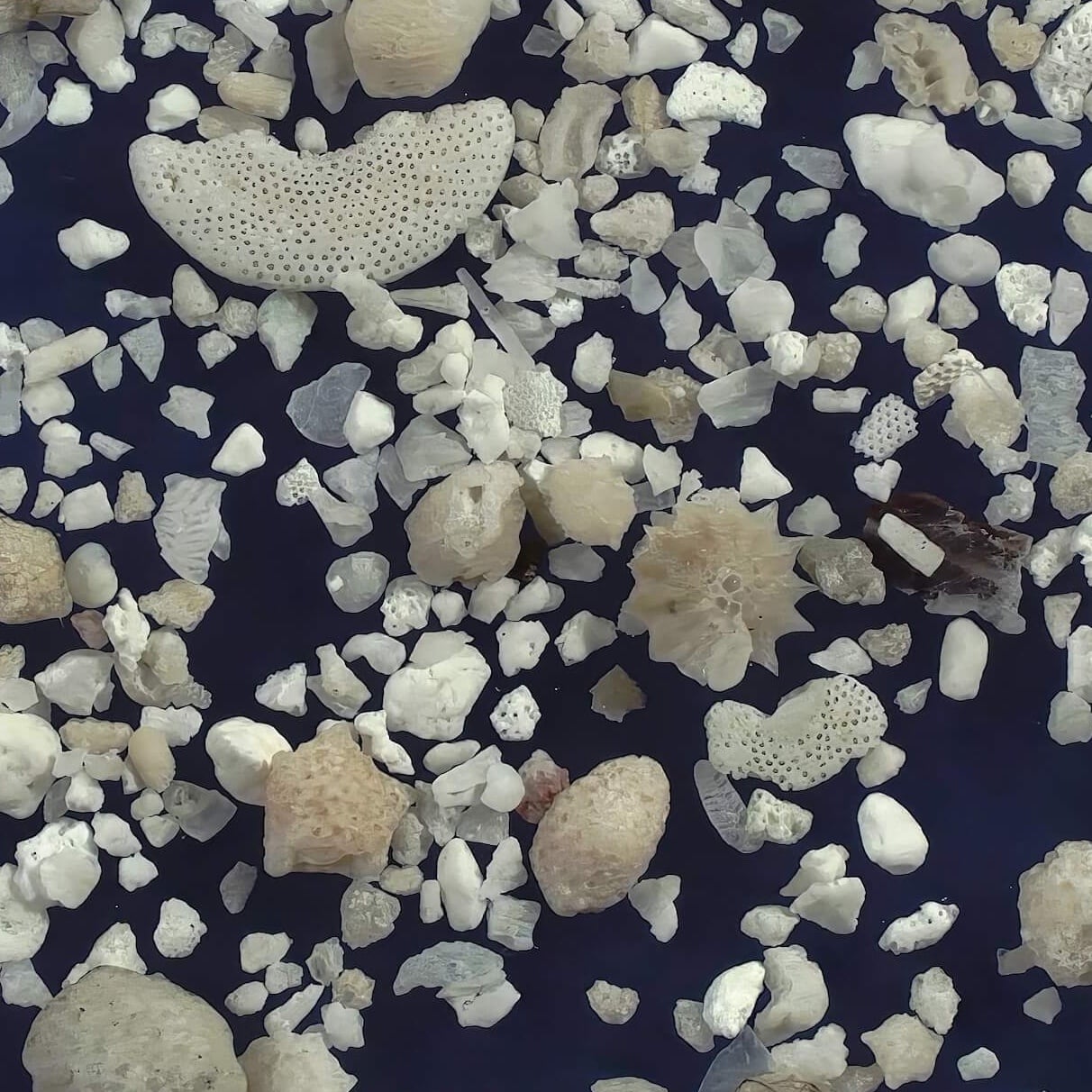 Sq2 Nishi Beach Hateruma Island Japan Sand Grains Magnified Under Microscope