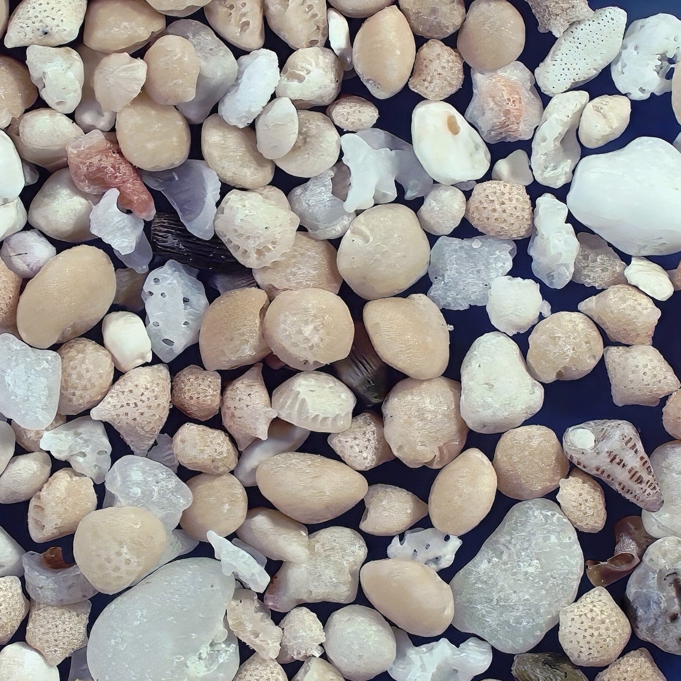 Sq2 Udonosu Beach Yoron Island Kagoshima Japan Sand Grains Magnified Under Microscope